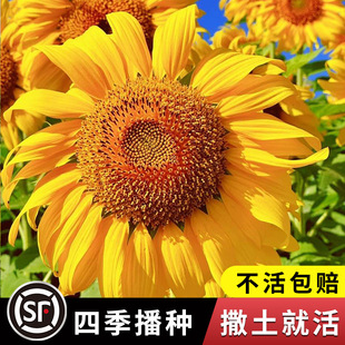 Seeds for Ornamental and Edible Flowers, Cut Flowers, Sunflower Oil, Dwarf Mini Indoor and Outdoor Balcony Potted Plants