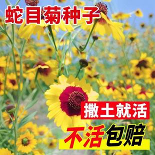 �ͺ���Ŀ�շN������ѩ����ɽѩ�ջ��N�� ����ͥԺ��·���@�ļ��N