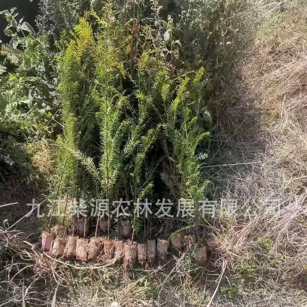 Стаканцы розетковых елок Северо-Восточной, Мандийской, Южной, Большой и Красной елок 3cm