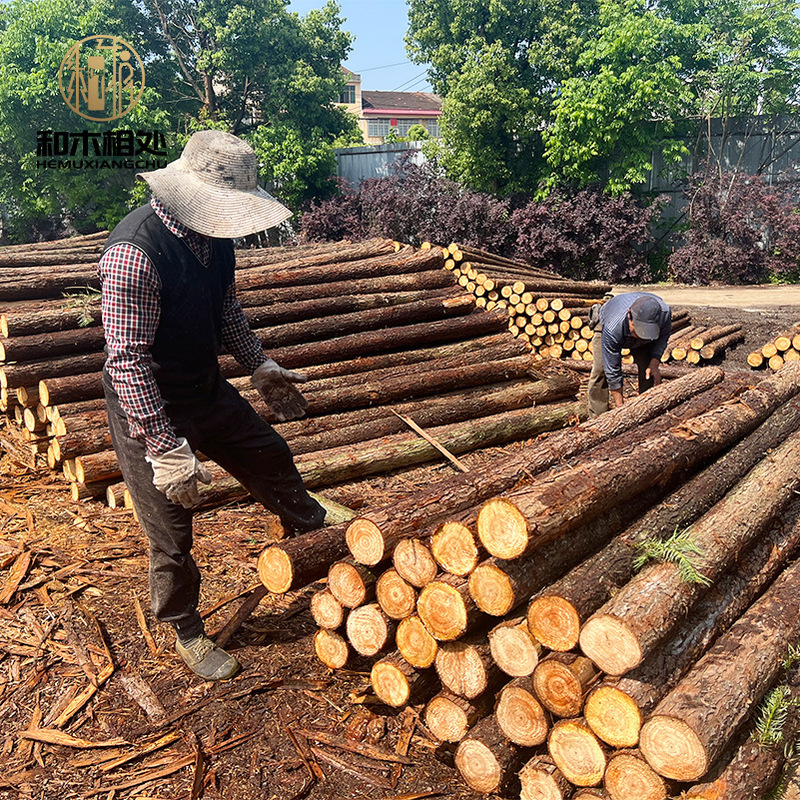 Directly Supplied from the Forest: Fir Trees for Greening Poles, Support Poles for Residential Roads, Construction Site River Piling Poles, Fir Wood Logs Directly Supplied from the Forest: Fir Trees for Greening Poles, Support Poles for Residential Roads, Construction Site River Piling Poles, Fir Wood Logs
