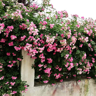 �໨�o���Nޱ�¼�����ʮ����ͥԺ�����̨�ļ������߽��Ý�������