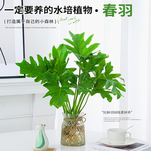 Spring Feather Hydroponic Plant Potted Indoor Living Room Office Desktop Flower Big-Leaf Monstera Spring Rain Good for Growing Green Plants