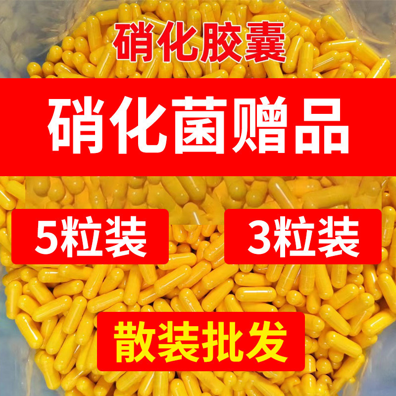 Bulk Wholesale Nitrifying Bacteria Capsules, Gifts, Fish Tank Water Purifier, Bacteria Powder, Water Quality Stabilizer, Digestive Bacteria Bulk Wholesale Nitrifying Bacteria Capsules, Gifts, Fish Tank Water Purifier, Bacteria Powder, Water Quality Stabilizer, Digestive Bacteria