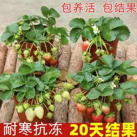 (20天结果)奶油大莓秧苗盆栽四季莓树苗南方北方种植当年结果