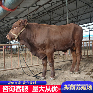 ��ľٝţСţ�r�� ��ţ���Bֳ ����ţ�Bֳ ��ţ�r��