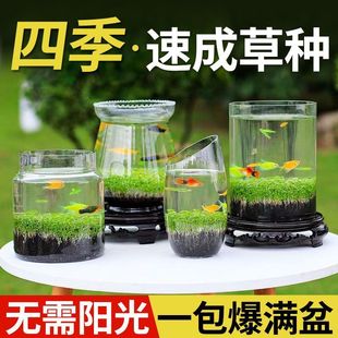 Aquatic Plant Seeds for Small Fish Tanks, Real Grass for Fish Farming, Aquatic Plant Mud for Landscaping, Negative Oxygenation, Water Purification, Micro-Landscape Creativity