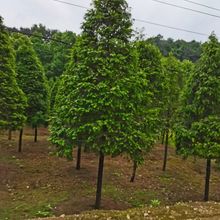 ϷtɼֱNeͥԺFԵļGľ