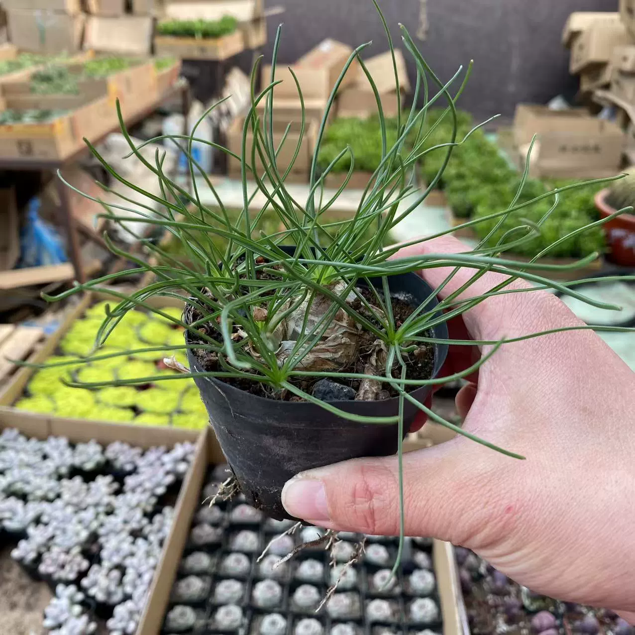 Луковица амариллиса, парфюмерная орхидея, горшок 7 см, поднос без почвы, отправлено