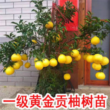 ������伃���S��ؕ�ֹ�������ϱ����NֲͥԺ�����͏d���Թ���