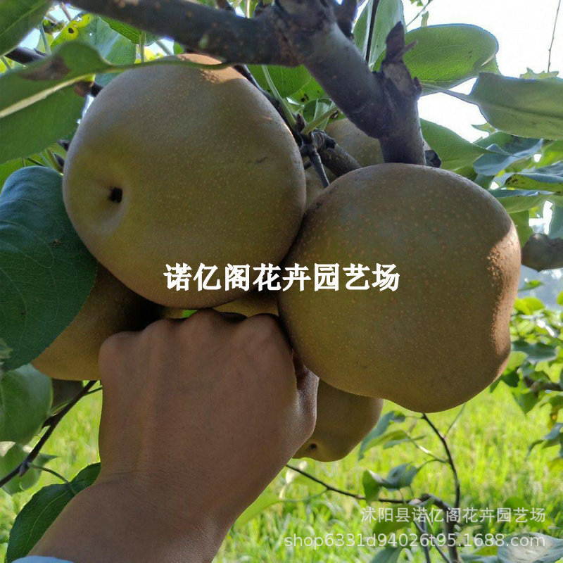 金珠果梨树苗 嫁接梨树苗 盆栽地栽果树苗 沙梨王果树苗 当年结果