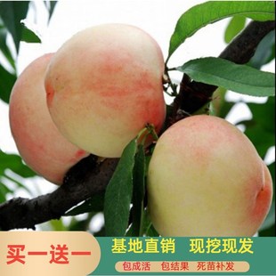 �ش��Ҙ�����Ҙ�޽��������S���Ә��m�������Թ������������