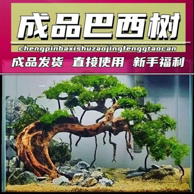 鱼缸造景莫斯树成品迎客松树形巴西树沉木阴性水草植物新手套餐|ru