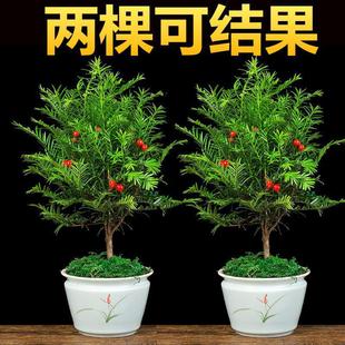 ���l���؁��t��ɼ�����辰�ļ����B�ͺ�ֲ���ϱ����҃��⻨�ܾGֲ