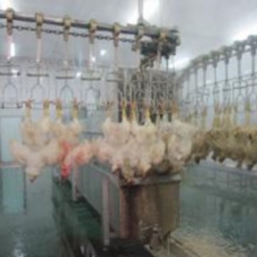 供应家禽屠宰流水线设备设计安装 山东潍坊鸡鸭屠宰机械制造厂家
