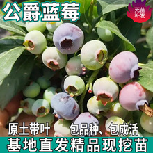 һl {ݮͥԺϱNֲ{ݮ玧