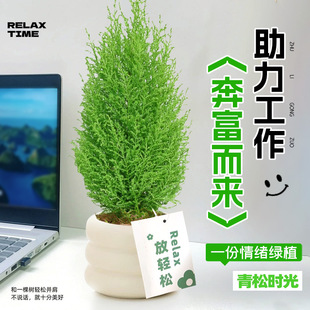 香松盆栽放青松绿植办公室桌面工位花卉放轻松室内摆件好养活四季-阿里巴巴