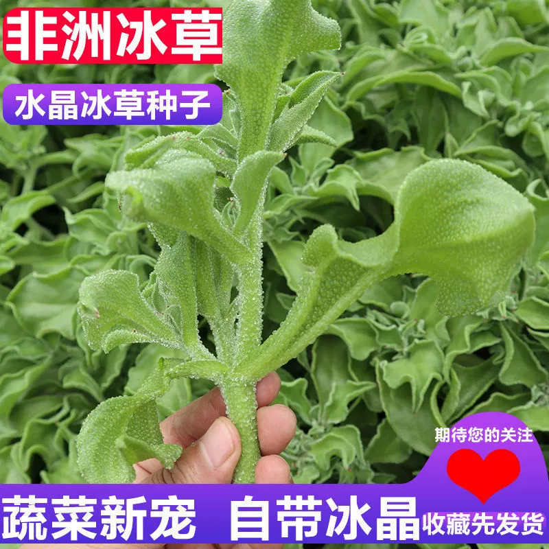 Семена ледяных овощей Весна и осень Балкон Свежие Семена овощей в горшках Саженцы ледяной травы Четыре сезона Фрукты Семена зеленых овощей Семена овощных культур