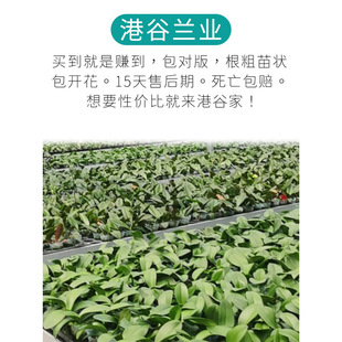 �۹Ⱥ����m�I�m�󻨰�������o�����{���{녶�W�������v3������