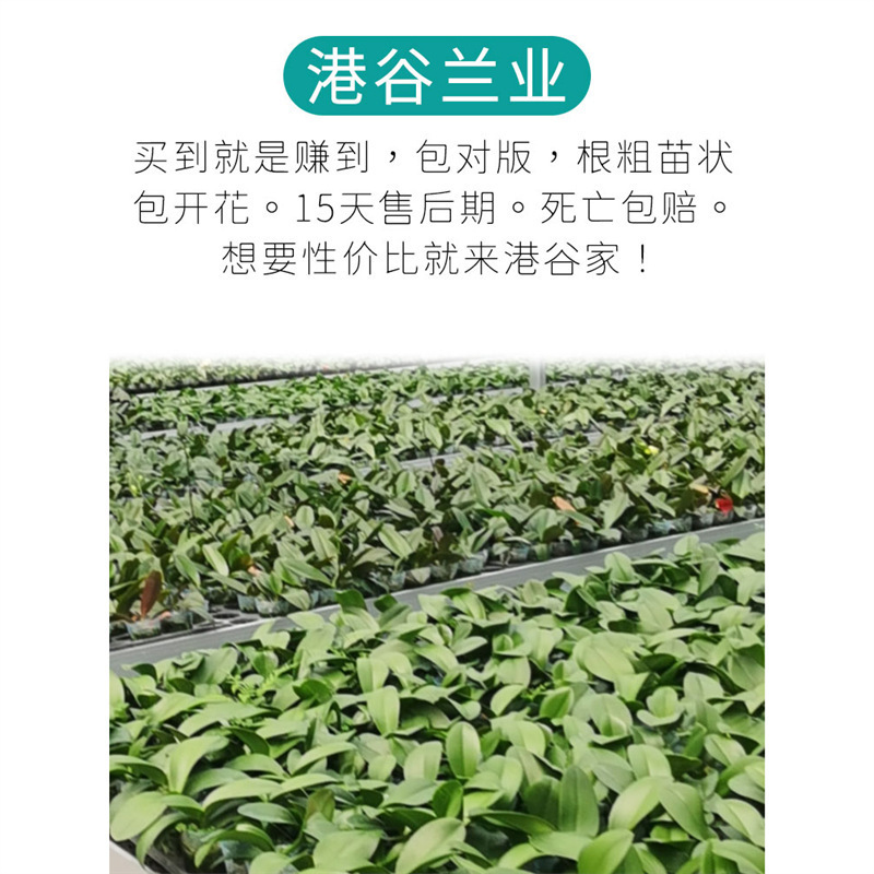 Phalaenopsis Orchid Seedlings with Large Flower Heads, Matching Variety, Without Flower Stems, Nabora, Yunduo, Aolbu, Dabai V3, Padova