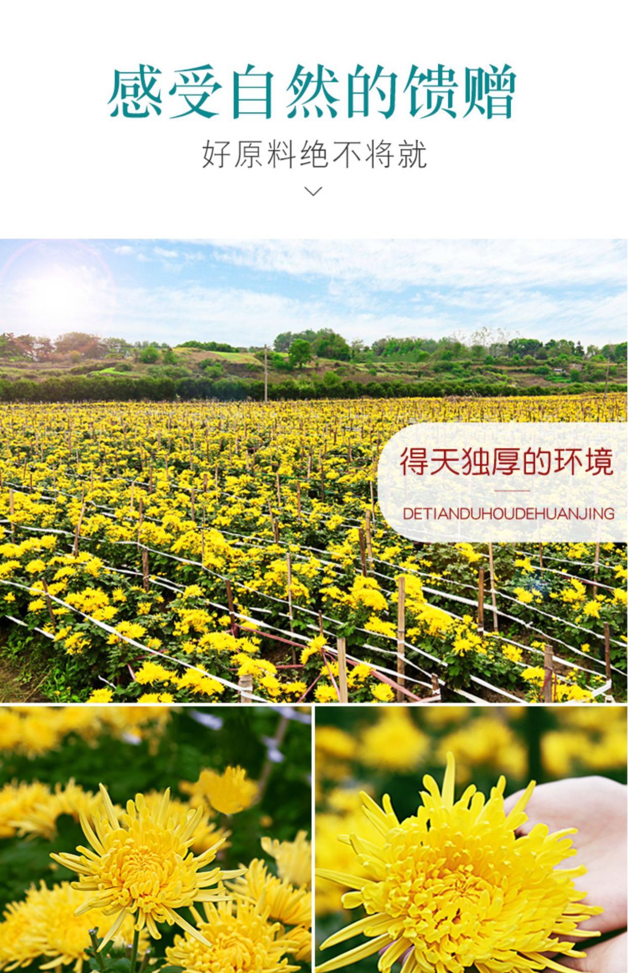Golden Silk Chrysanthemum Tea Jin Si Huang Ju One Flower One Cup Individually Wrapped Large Blooms 100 Pack specifications