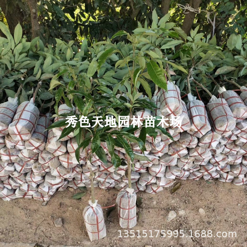 荔枝树苖桂味荔枝嫁接苗妃子笑无核荔枝果树苗南北方种植挂果荔枝