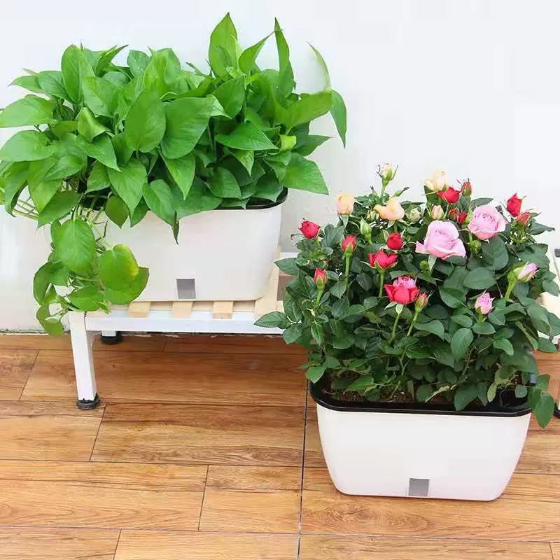 懒人盆种菜盆草莓盆双层花盆草莓生菜可视水位绿萝盆