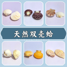 天然双壳海螺浮雕 海扇蛤 草莓燕尾蛤 各种扇贝壳系列手工装饰画