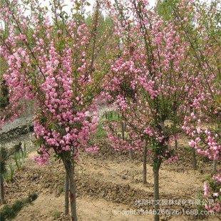 ����ֱ�N ������ ���������� ��������С��  ����С�����l�N��