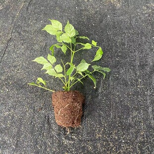 ���ϲ˶������~��G�¾G�������Ҹ�������ζ�k���҃ȾGֲ�ļ����G