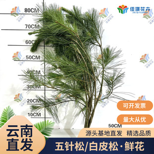 ������r����ᘰ�Ƥ��֦�r�����ֱ�l��c�r�����l�쾰ɭϵ����