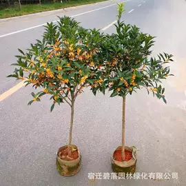 盆栽;乔木;灌木