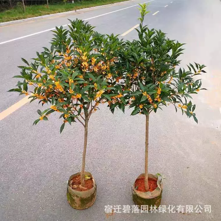 嫁接桂花树苗四季桂大型花卉八月庭院原生金丹天香台阁沉香地盆栽