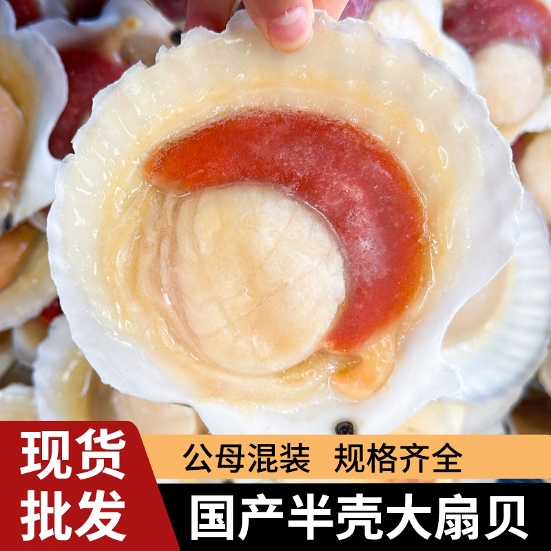 扇贝烧烤用现货扇贝粉丝半壳特大虾夷扇贝肉冷冻整箱供应蒸清蒸