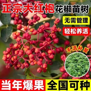 Dahongpao Zanthoxylum Bungeanum Saplings Potted Large Seedlings That Bear Fruit in the Same Year, Old Piles Dwarfed Sichuan Cold-Resistant Wild Edible Seedlings