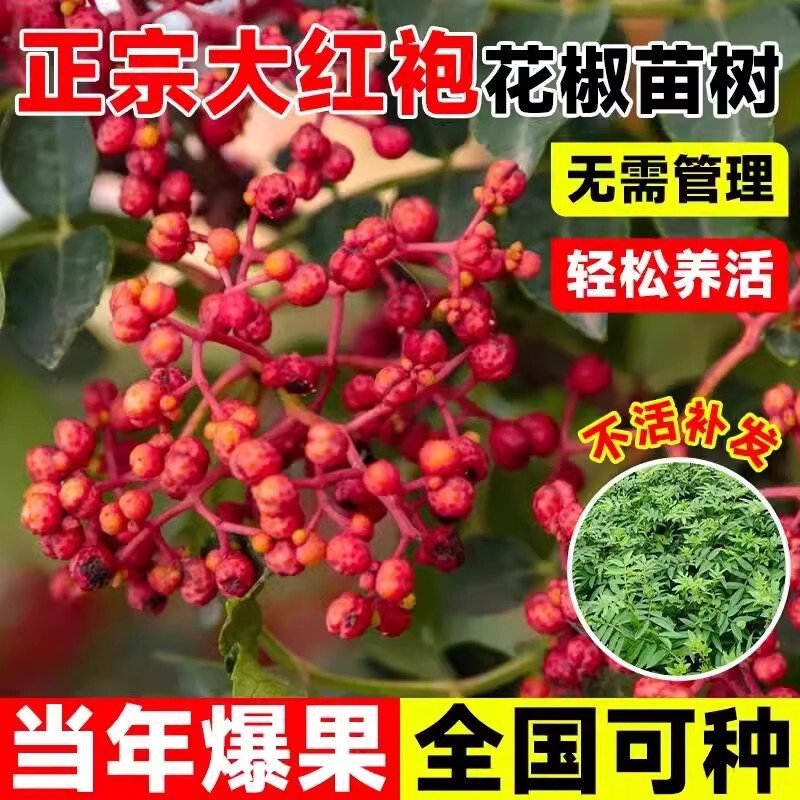 Dahongpao Zanthoxylum Bungeanum Saplings Potted Large Seedlings That Bear Fruit in the Same Year, Old Piles Dwarfed Sichuan Cold-Resistant Wild Edible Seedlings
