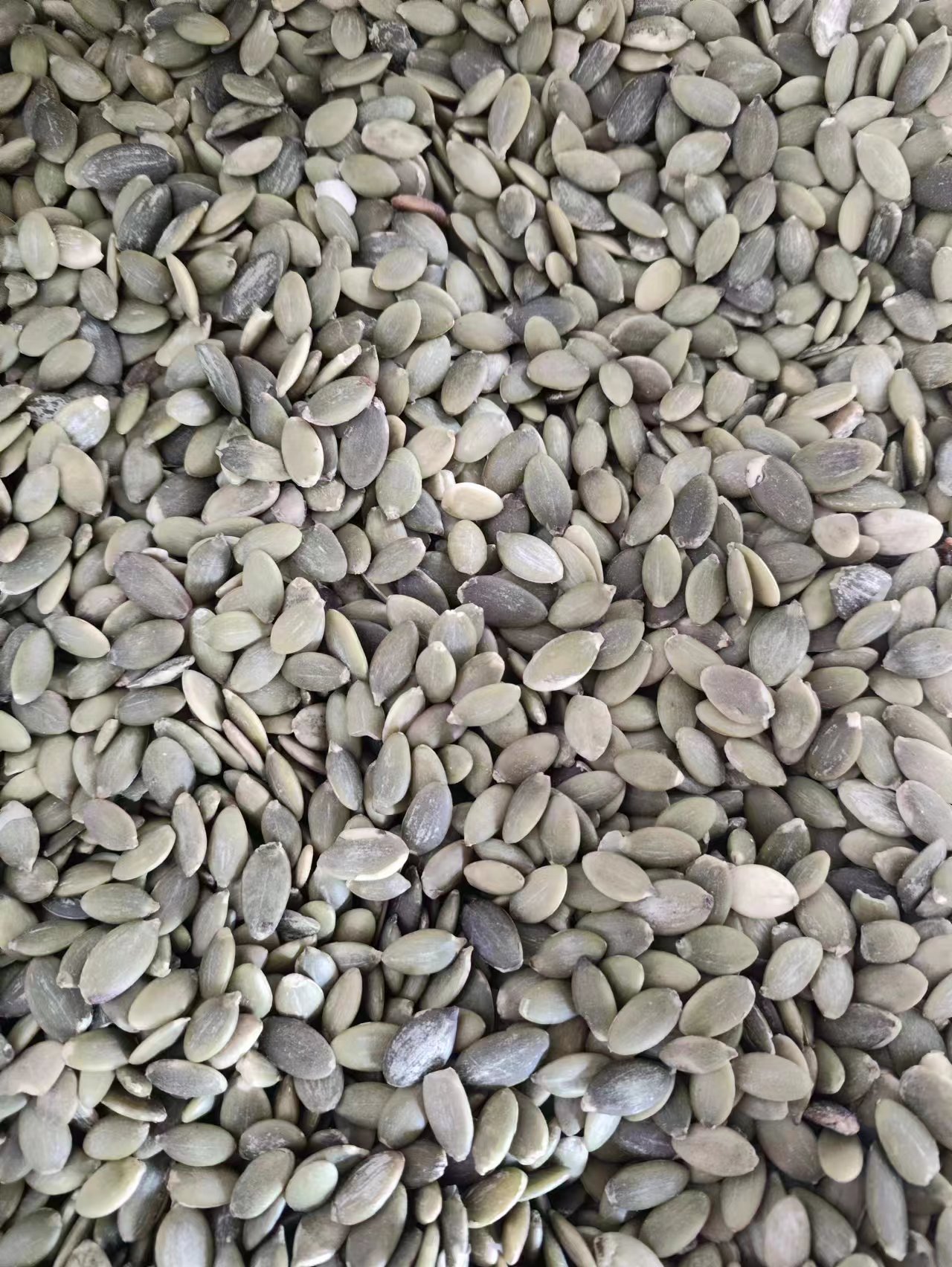 Pumpkin Seed Kernels (Cucurbita moschata) — Dried Food Herb, 500g quality and texture