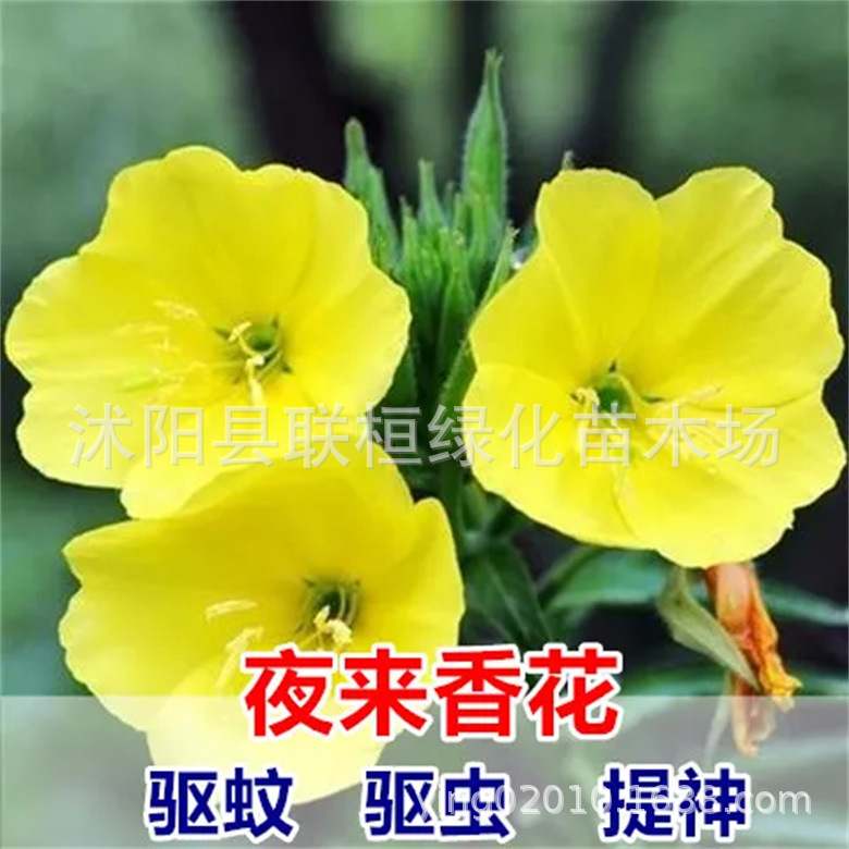 大量批发草花种子 夜来香种子 月苋草 晚樱草 月见草种子 待霄草