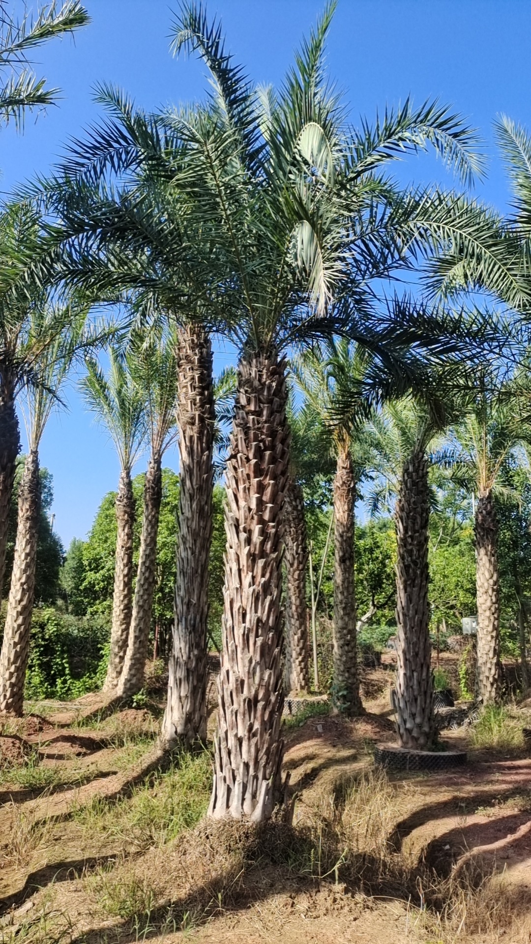 中东海枣种植 行道树景观树中东海藻银海枣基地批发湖南苗圃批发