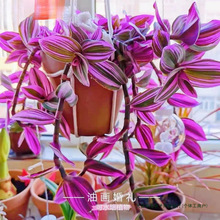 油画婚礼吊兰盆栽超好养观叶植物紫叶吊兰办公室绿植室内四季花卉