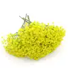 Unique 5-pronged baby's breath yellow
