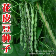 ƤǷNӃ߮aoæǼܶļ߲˷N