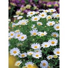 白晶菊种子四季播种开花耐寒花籽小雏菊室外阳台庭院盆栽花种籽子