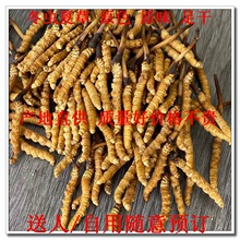 冬虫夏草 虫草 青海玉树货干度好 无熏蒸 1克 中药材原料