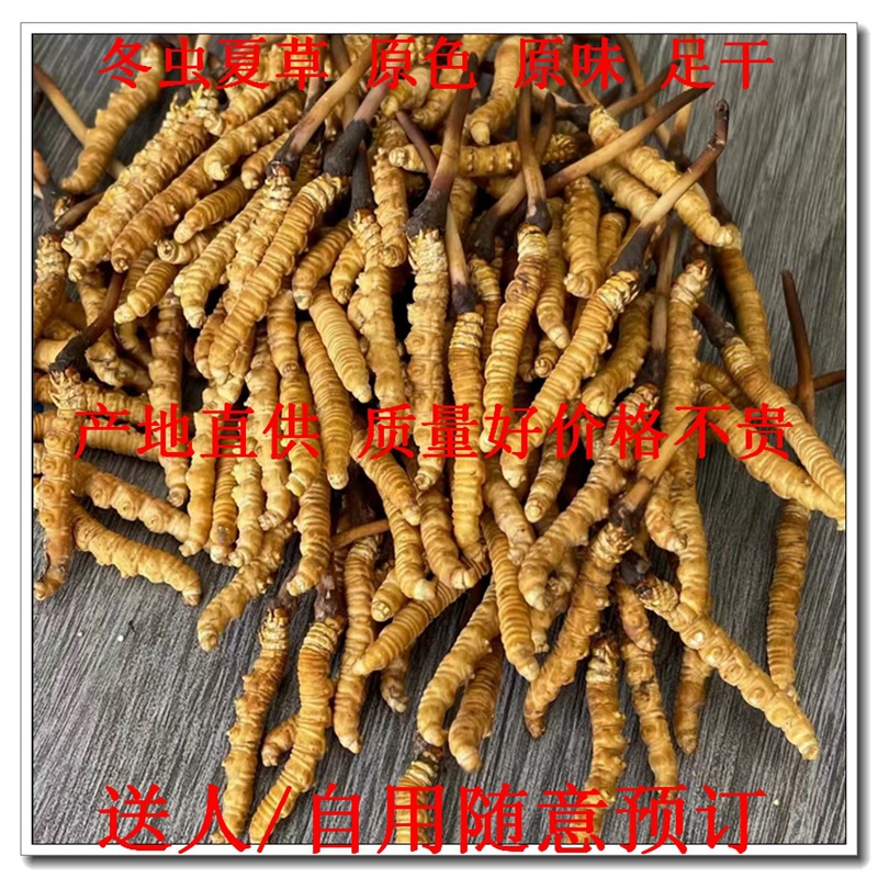冬虫夏草 虫草 青海玉树货干度好 无熏蒸 1克 中药材原料