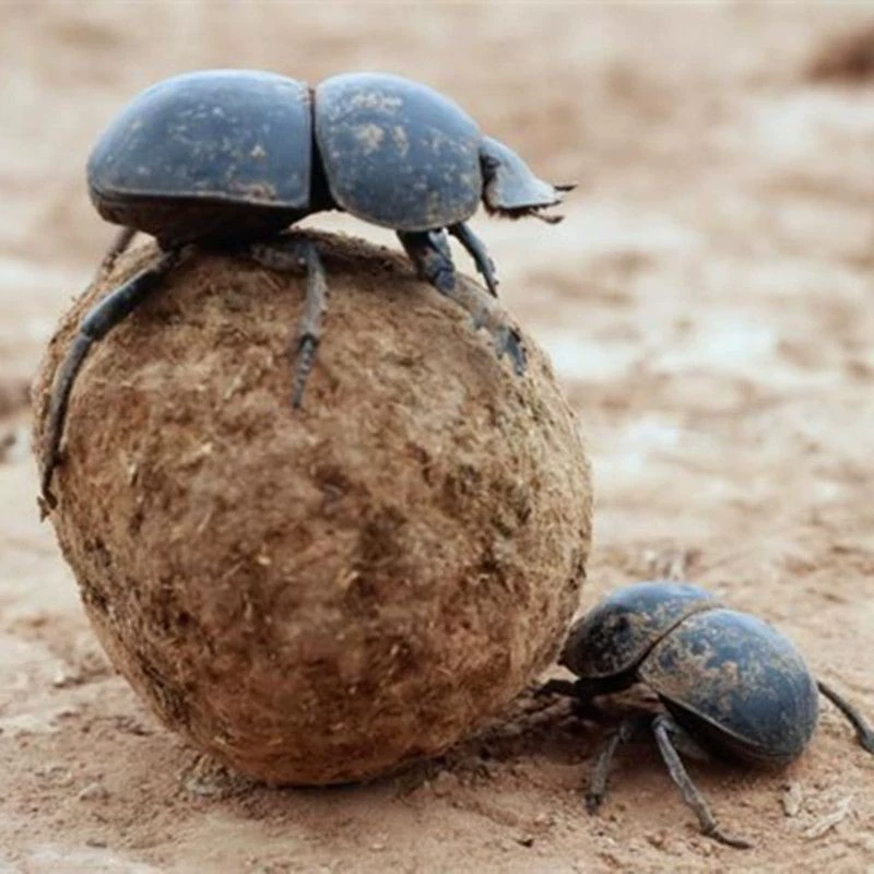 Жук-навоз лекарственный общий водный Жук-навоз без соли толчок навозной червь кукла измельчение мелкий порошок