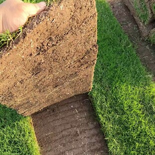 ������ƺ����ֱ�N �첥��ƺ����̸���é �ļ����ͺ���ƺ