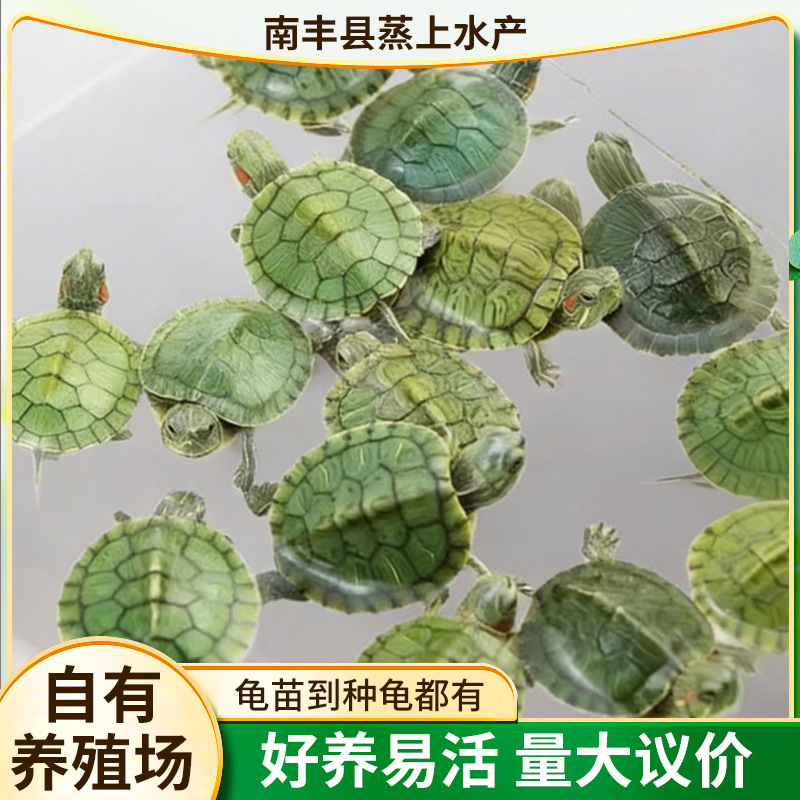 巴西龟活体观赏龟外塘养殖小乌龟苗宠物水龟活物家养幼龟包活包损