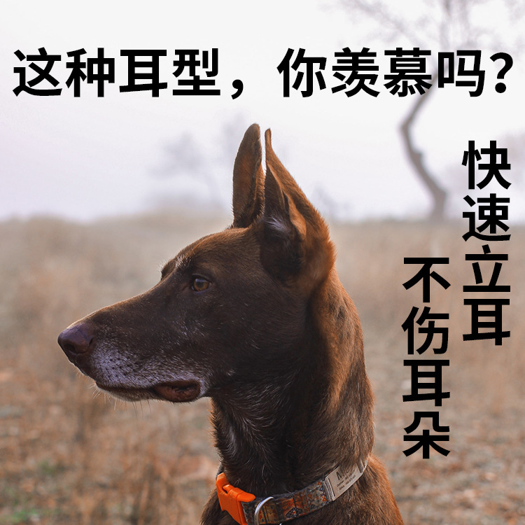 Dispositivo de oreja de pie para mascotas, alemán, Du Bin, perro grande, perro pequeño, parche de oreja de pie para perro, dispositivo de entrenamiento para perros, suministros para mascotas