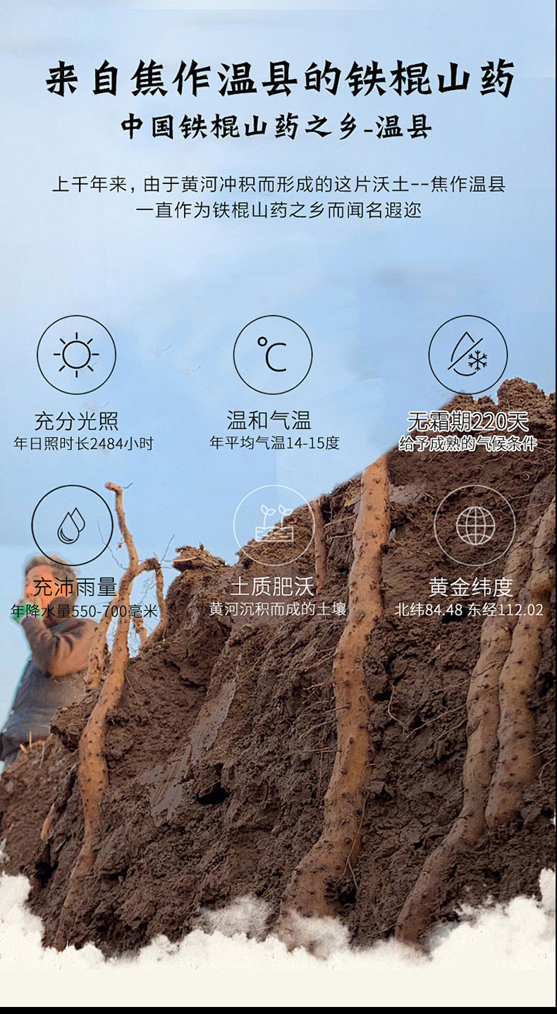 Shan Yao Slices (Dioscorea opposita) — Dried Chinese Yam Slices, Huai Shan Yao Food Herb overview