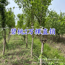 多彩碧桃红叶碧桃苗地栽盆栽户外彩色山桃树苗青叶紫叶红叶碧桃树